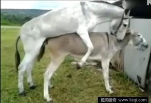 驴配马视频,一场跨越物种的浪漫邂逅